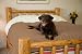 100% Waterproof Mambe Pet Blanket (Large 58"x84", Cappuccino)