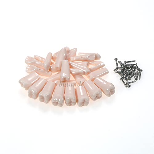 Dental Typodont Teeth Model Simulation Cheek Kilgore NISSIN 500 Type Removable Teeth 28Pcs Teeth (M8024: 28Pcs Spare Teeths for Kilgore NISSIN 500 Type)