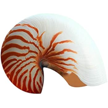 Shumo 14 16cm 5 5 6 3 Pouces Naturel Nautilus Coquillage Tigre
