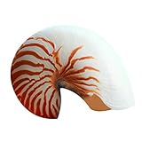 WOVELOT 14-16 cm 5,5-6,3 Zoll Natürliche Nautilus Muschel Tiger Chambered Nautilus Haus Dekoration