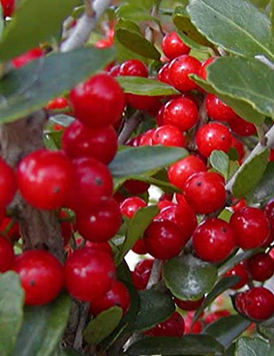 Semi di Albero Yaupon Holly 100 pezzi