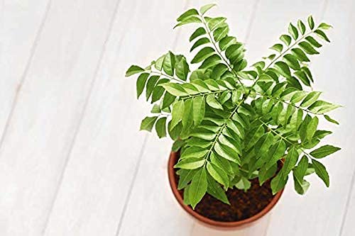 Kadi Patta/Curry Leaves Ayurvedic Plant With Pot