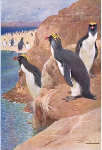 Impression d'art Rock Penguin Kuhnert 60x90 - Toile tendue décoration murale prestige