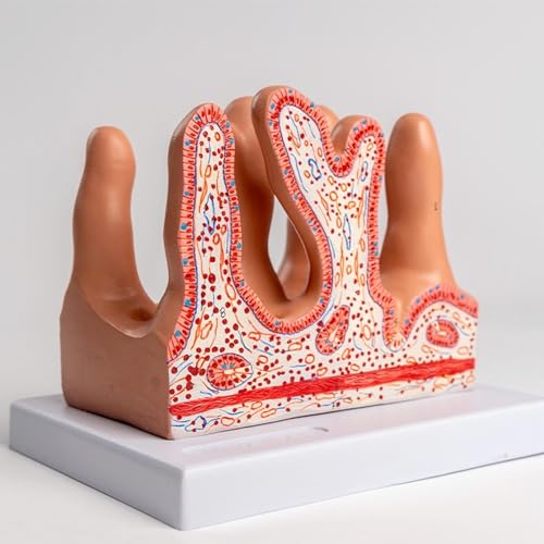 Human intestinal Villi Anatomical Model for Disease Research