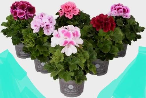 POWERS TO FLOWERS - GERANIO IMPERIALE, PELARGONIUM GRANDIFLORUM, 6 PIANTE, VASO 12CM DIAMETRO, piante vere