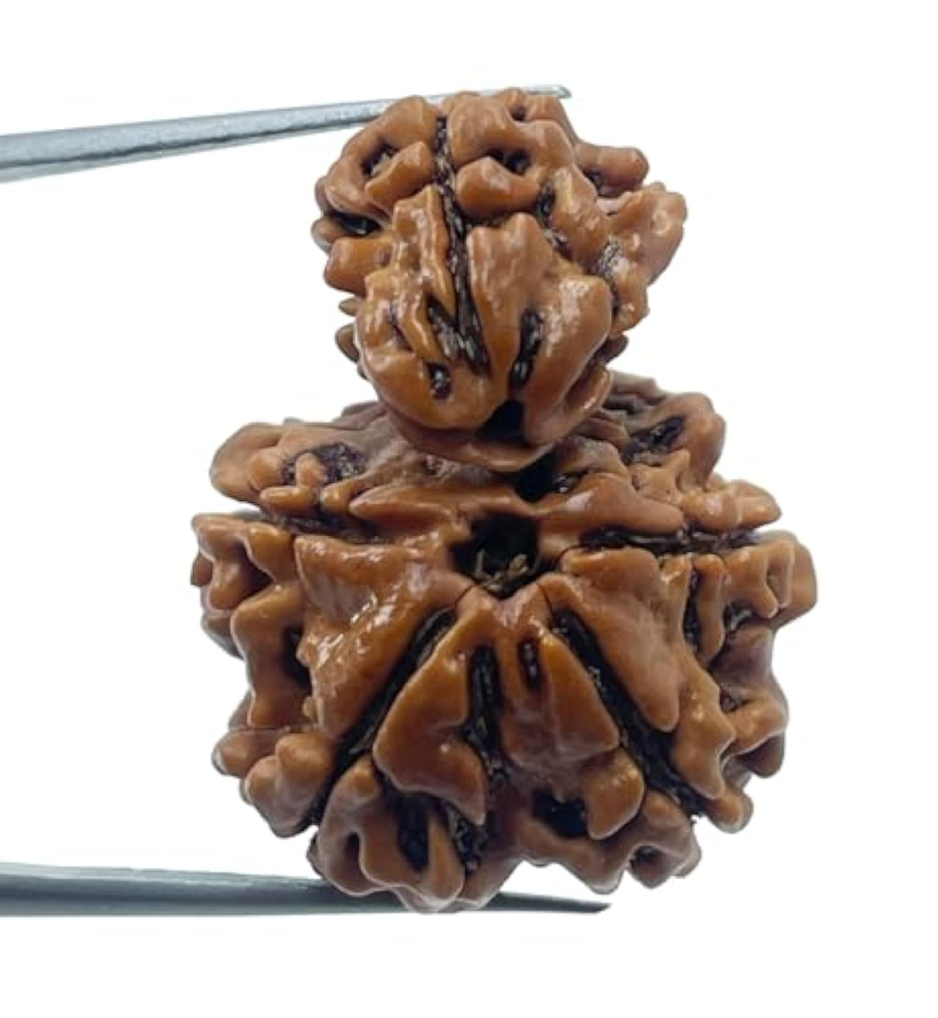 Garbh Gauri Rudraksha Original Certified Beads