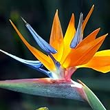 Rotyroya 100 Unids/bolsa Semillas de Strelitzia Semillas de flores de plantas en maceta Reginae de color de mezcla de bricolaje de aspecto agradable para el jardín de su casa Semilla de ave del pa
