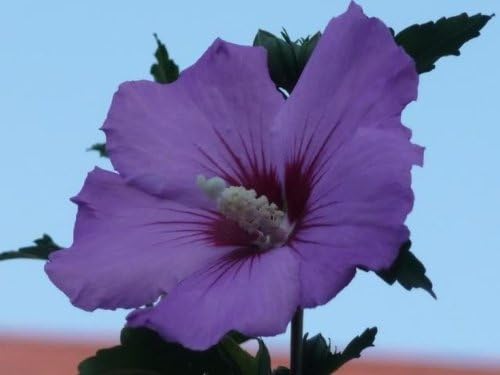 50 Purple Rose of Sharon Hibiscus Syriacus Flower Tree Bush Shrub Seeds MixComb S/H
