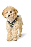 HUNTER Hundegeschirr HILO COMFORT, Farbe: anthrazit, Easy Step-In Geschirr für kleine bis mittlere Hunde, mit Netzmaterial, reflektierende Elemente, angenehm leicht, modernes Design, Größe: M-L