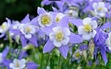Aquilegia coerulea (Blue Colombine) (3-Pack 5" Plants)