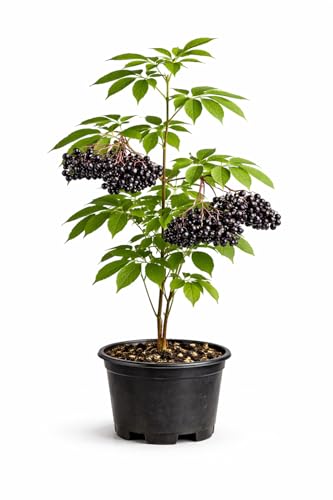 Elderberry Live Plant (Sambucus Canadensis) | Seedling | Loom Botanical