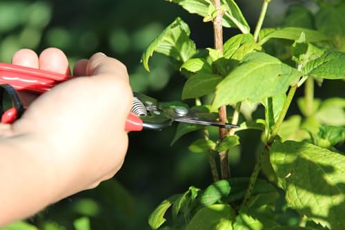 Tijeras para cosecha Ars Corporation Fruit Picking S miniatura 6