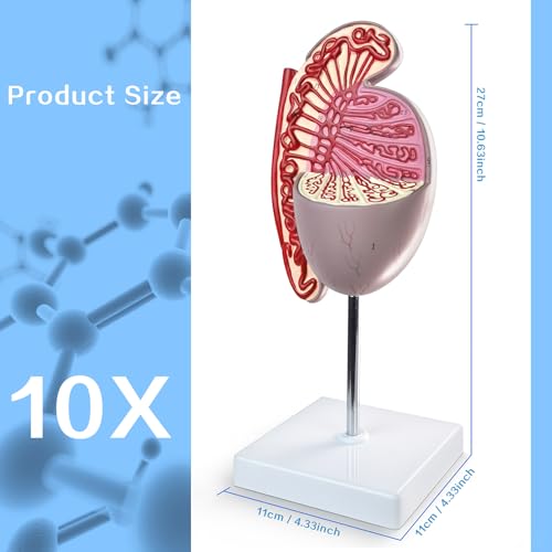 Image of Human Male Testicles Anatomical Model, 10X Life Size Male Testicle Anatomy Model with Numbered Labels and Base for Medical Science Education Study or Teaching