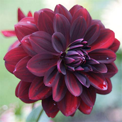 Arabian Night Flowering Dahlia Bulb, Plant, Root Start