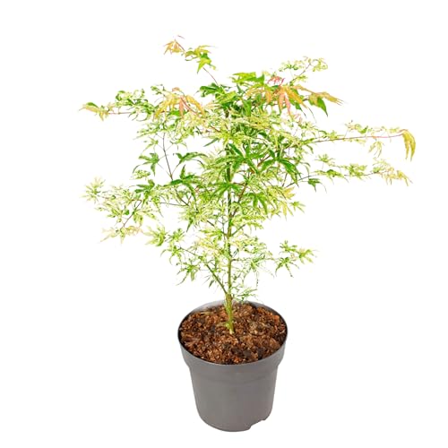 Plant in a Box - Acer palmatum 'Ukigumo' - Japanischer Ahorn Bäume Winterhart - Grüne Blatter - Topf 19cm - Höhe 50-60cm