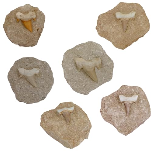 Kaltner Präsente Geschenkidee - Versteinerte Urzeit Fossilien: unbehandelte naturbelassene Haifischzähne Hai Zahn Zähne Haizahn Haifischzahn auf Muttergestein (Set 2 Stück)