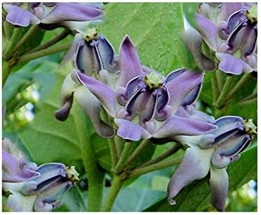 10 Seeds Blue Crown Flower Important to Monarch Butterflies Purple White Blossoms Calotropis gigantea