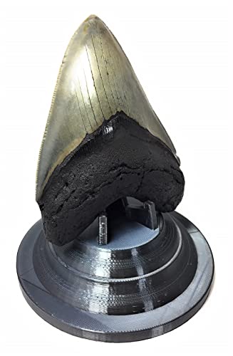Image of Beautiful 3D Printed Megalodon Shark Tooth Display Stand with a 4-5 /8 inch Round Base (Silk Black)