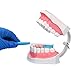 Large Dental Teeth Model,YOUYA DENTAL Teaching Study Brushing Tooth Model Tools with Toothbrush & Removable Lower Teeth for Kids Oral Care Teaching