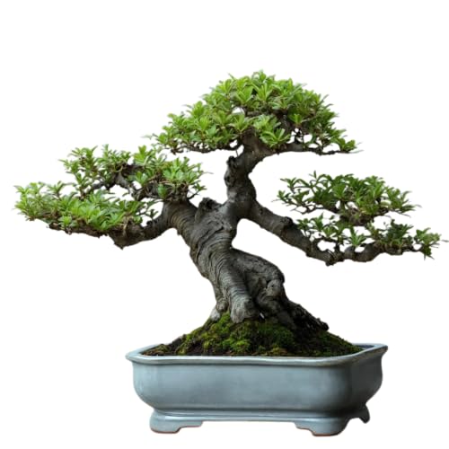 Bonsai Planter Pots with Drainage | Juniper Bonsai Tree | Juniperus Procumbens Nana Bonsai Tree with Planters and Pots I