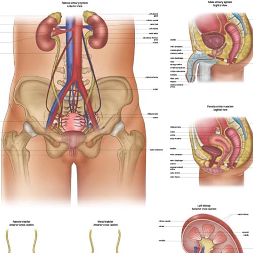 Image of Anatomy Lab Human Urinary System Anatomy Poster, LAMINATED, Anatomy and Physiology, 17.3 x 22.5 Inches, Body System Diagram, Anatomical Chart for Education Learning and Students