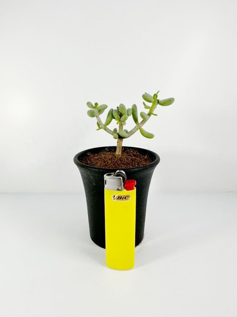 Amazon.co.jp: ケラリア ピグマエア Ceraria pygmaea 輸入株挿木