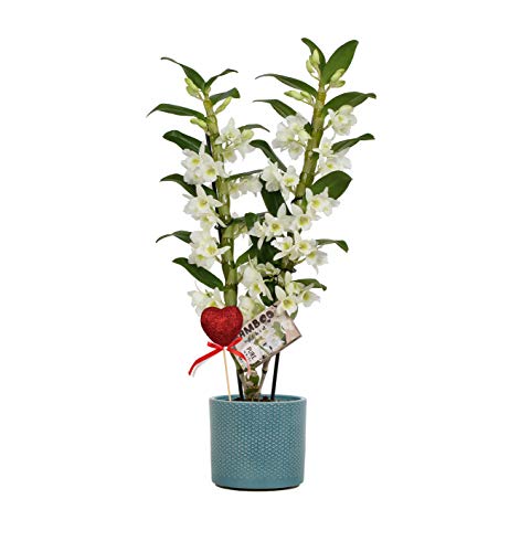 Orchid from Botanicly – Valentine's Day Gift! White Bamboo Orchid ® in Ceramics Pot 'Misaki' with Glitter Heart as a Set – Height: 55 cm, 2 Stems, White Flowers – Dendrobium Nobile Apollon