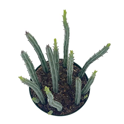 Kleinia Stapeliiformis E.phillips Stapf, Pickle Cactus, Candle Stick Cactus, Inch Worm, Spider Plant, Trailing Jade #TOP7