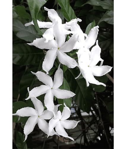 Image of Chandani White Flower Live Plant | Chandani Plant with Pot | White Flowering Plant for Home Garden Balcony Outdoor