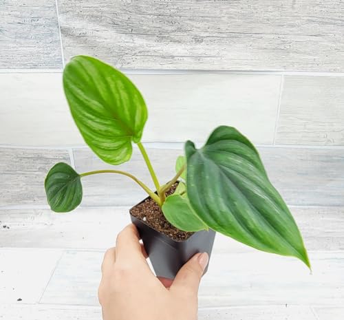Philodendron Silver Cloud, Philodendron Plowmanii Live Rare Indoor Plants (All Plants are Fully Rooted Plants!) in 4 inch Pot by 3exoticgreen