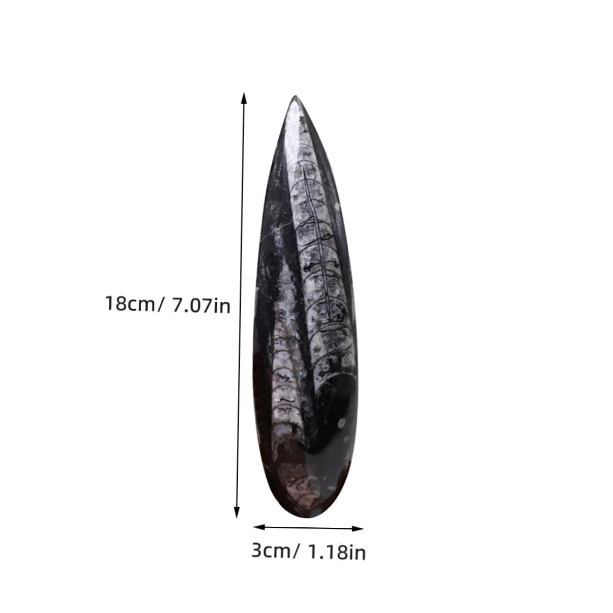 Fósil de Ortoceras Grande 1 Pieza, Muestra Educativa de Paleontología | Mineral Negro, Pieza de Colección y Estudio, Formato de Ejemplar Antiguo para Ciencias