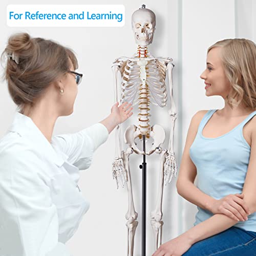 Image of breesky 70.8 Inches Flexible Human Skeleton Model for Anatomy - Life Size Medical Human Skeleton Model with Nervous System with Rolling Stand for Medical Study and Display 3 Posters