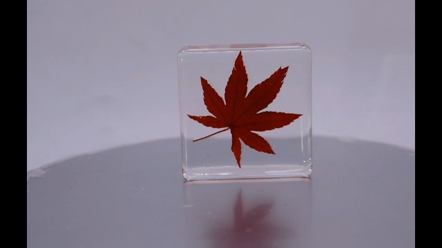 Image of 38mm Real Red Japanese Maple Leaf w /Golden Tint Under Light in Crystal Clear Lucite Resin Specimen Dried Pressed Botanist Herb Herbarium Crafts Collection Botany Science Education Ornament Display