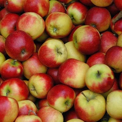 MCINTOSH APPLE TREE - 2 Year Old/4-5 Feet Tall