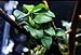 Marcus Fish Tanks - Anubias Nana Petite Anubias Plant Live Aquarium Plants Aquatic Plant Buy 2 Get 1