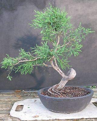 Amazon.com : Eastern Red cedar, Juniperus virginiana, Tree Seeds (Hardy  Fragrant Evergreen) (30) : Patio, Lawn & Garden