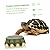 POPETPOP 3pcs Food Pet Water Tortoise Habitat Turtle Aquarium Gecko Crawling Pets Holder Small Resin Feeding Amphibians for Container Iguana Accessory Plate Bowl Worm Reptile