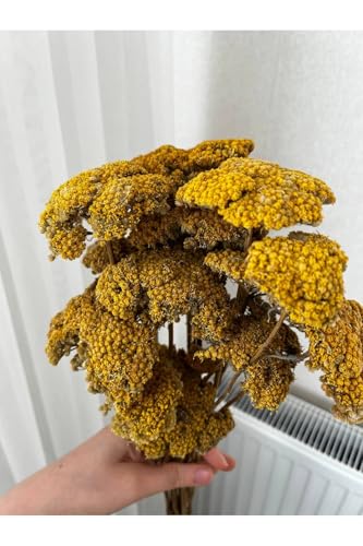 Ramo de Flores Secas Milenrama Amarilla Decoración Hogar miniatura 3