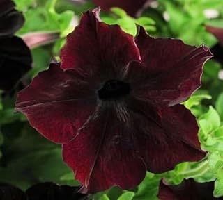 Semillas de flores de petunia, 100 piezas, color marrón