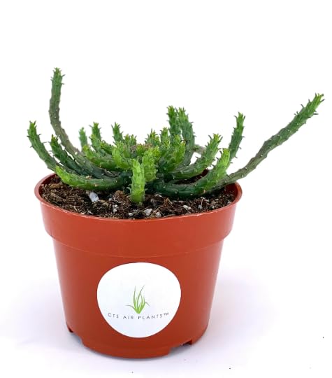 Amazon.com : Medusa Head Euphorbia Succulents Euphorbia Flanaganii, 4" Pot  : Patio, Lawn & Garden