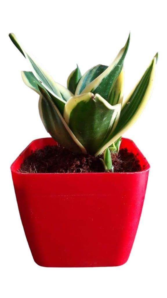 Unmukth Live Sansevieria Snake Plant with Red Plastic 3 Inch Pot Green Snake Plant Indoor Plant for Living Room, Home & Office Decoration (Red) (B0C55KBWHX) Amazon Price History, Amazon Price Tracker