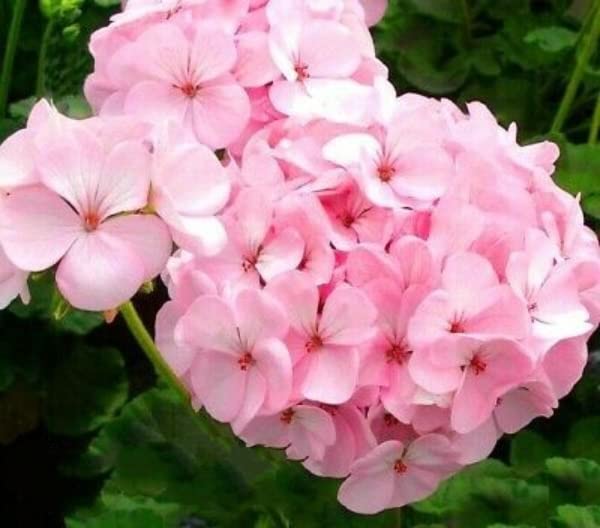 Buy4seeds 10 Seeds Garden Geranium f1 appleblossom Pelargonium Balcony Flower