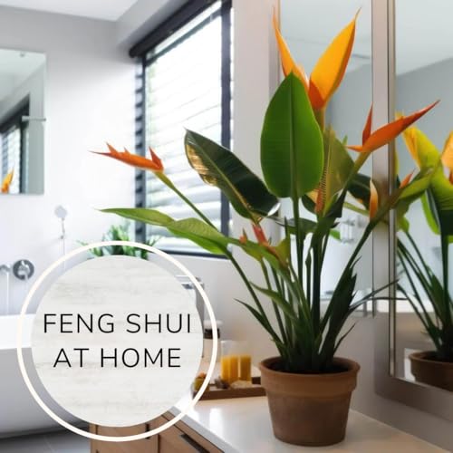 Bird of Paradise Plants Live (4-Pack), Strelitzia Plants with Perennial Orange Flowers, Indoor/Outdoor Plants, Exotic Tropical Decor, Not Artificial, 6-10" Height. 2" Pot Bird of Paradise Plants Live (4-Pack), Strelitzia Plants with Perennial Orange Flowers, Indoor/Outdoor Plants, Exotic Tropical Decor, Not Artificial, 6-10" Height. 2" Pot