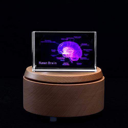 3D Human Brain With Labels Anatomical Model Paperweight(Laser Etched) In Crystal Glass Cube Science Gift (Included Led Base) #TOP1