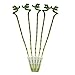 Produktbild Exotenherz - 5er Set Glücksbambus 'Lucky Bamboo' - spiralförmig - im Röhrchen - Dracaena Sanderiana - ca. 50 cm hoch