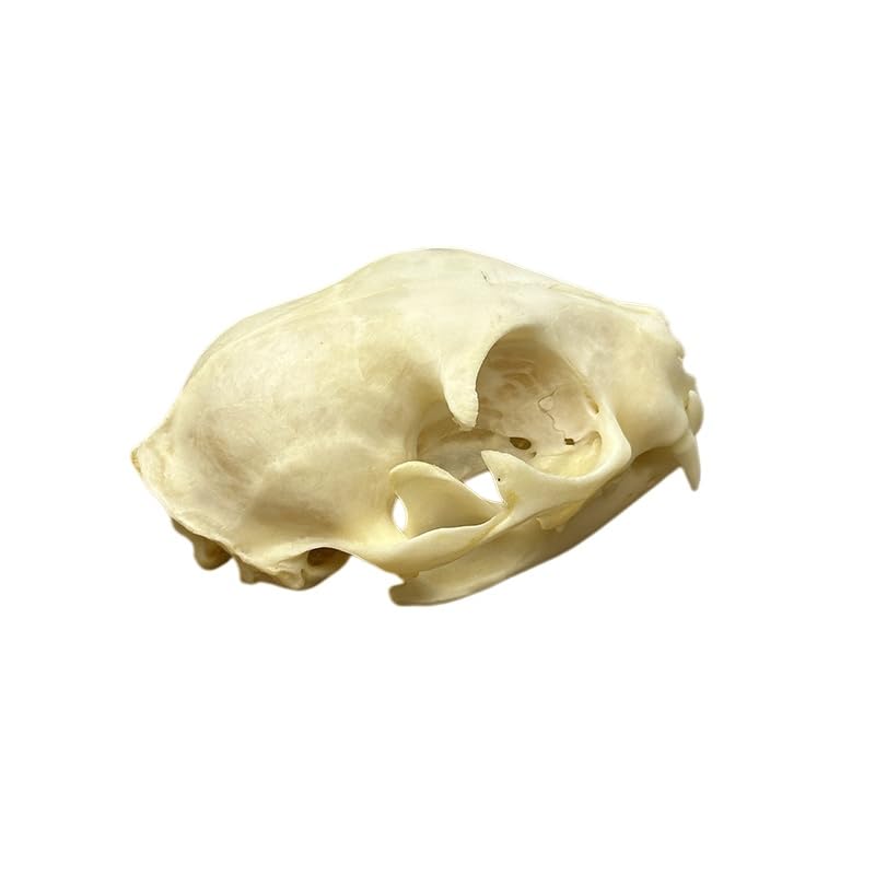 Taxidermy Real Animals Cat Skulls, Real Bones Specimen, Taxidermy Supplies for Science Education, Special Gift (1Psc Cat Skull)