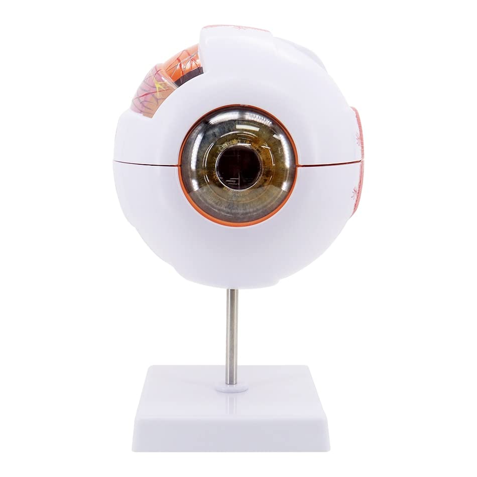 Eyeball Model Anatomical Eyeball Model Medical Learning Aid Teaching Instrument Medical Science Teaching Resources