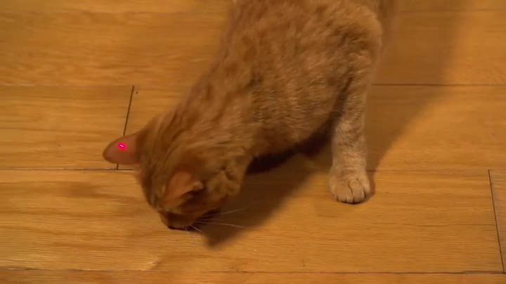 petsafe frolicat pounce