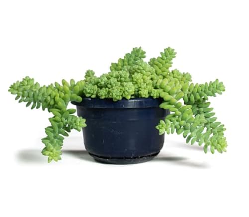 Sedum Burrito Planta Natural Maceta 10cm Sedum Morganianum