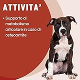 Zoom IMG-1 motix d supporto articolazioni cane Zoom IMG-1 motix d supporto articolazioni cane